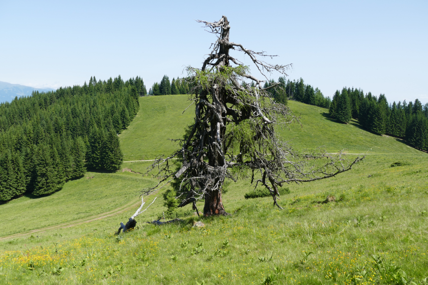 An image depicting the trail Kleinlobming Panorama Loop and its surrounding area.