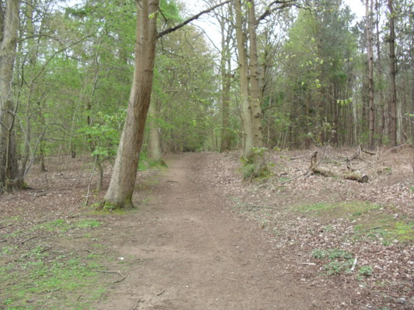 An image depicting the trail The Firs and Quarry Loop and its surrounding area.