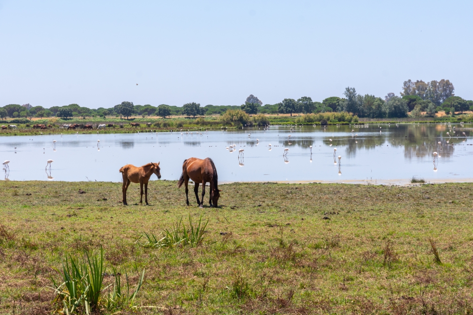 An image depicting the trail Por el Sendero Charco de la Boca and its surrounding area.