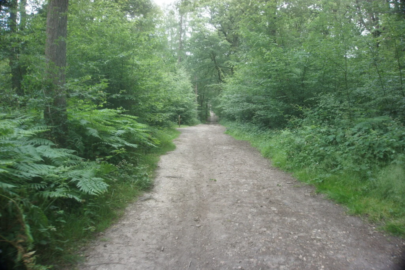 An image depicting the trail Sherrardspark Wood and its surrounding area.