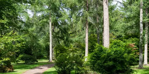 An image depicting the trail Westonbirt Arboretum from Tetbury and its surrounding area.
