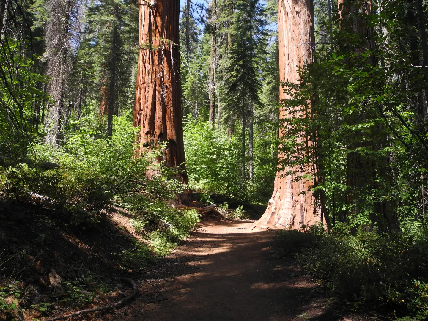 An image depicting the trail Moss Creek from Big Oak Flat Road and its surrounding area.