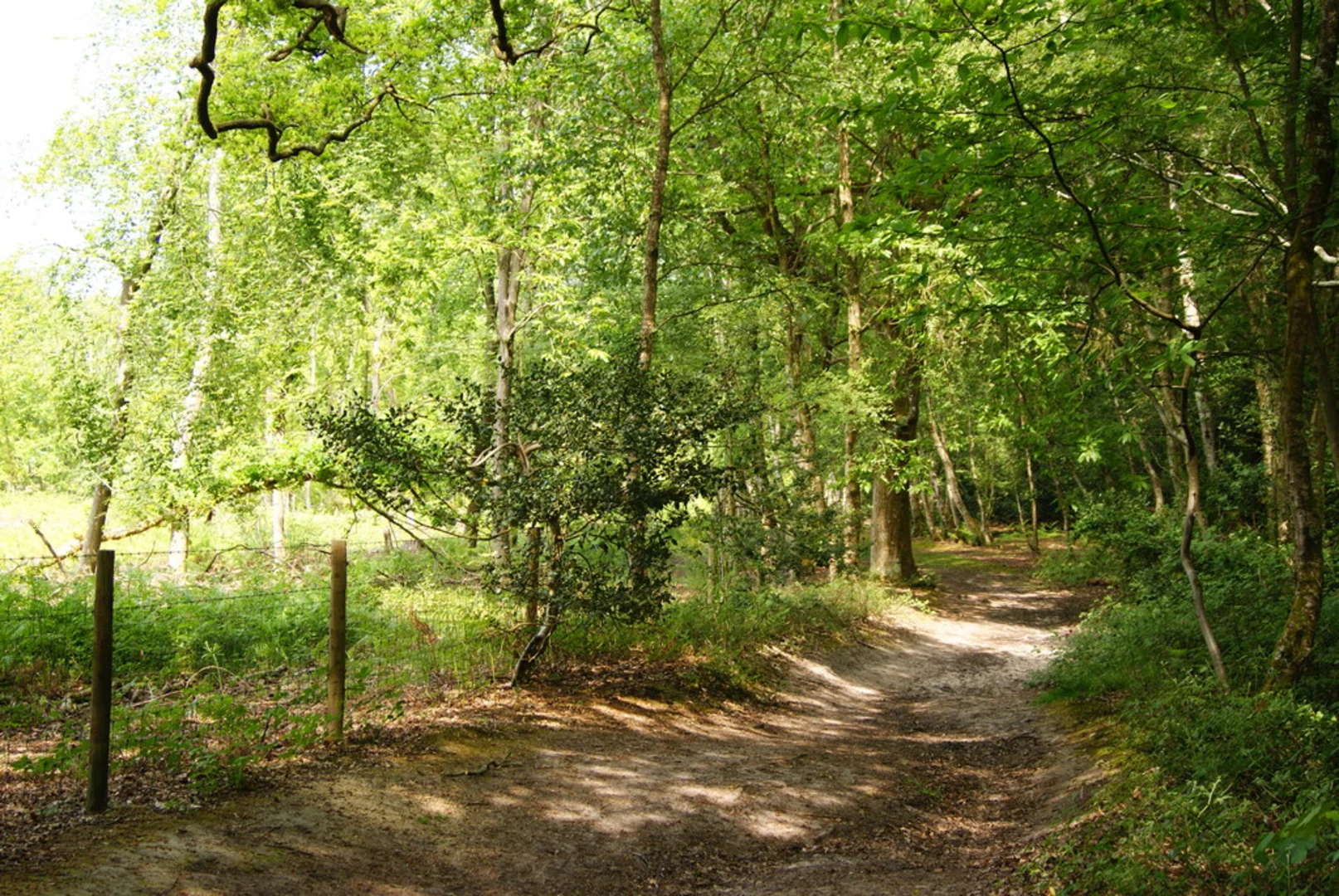 An image depicting the trail Wiggonholt Common Loop and its surrounding area.