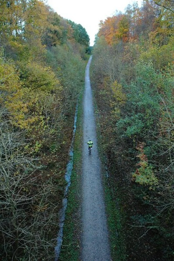 An image depicting the trail Millennium Urban Forest and Ellowes Hall Wood Loop and its surrounding area.