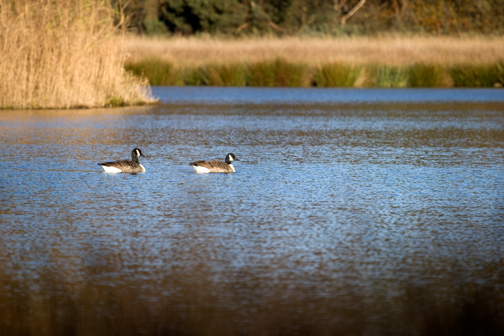 An image depicting the trail Tongerense Heide and Tongerense Berg via Boerweg and its surrounding area.