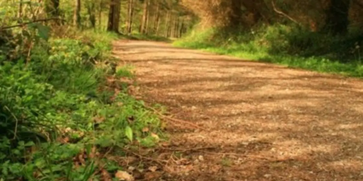 Colligan Wood - Greenane Loop