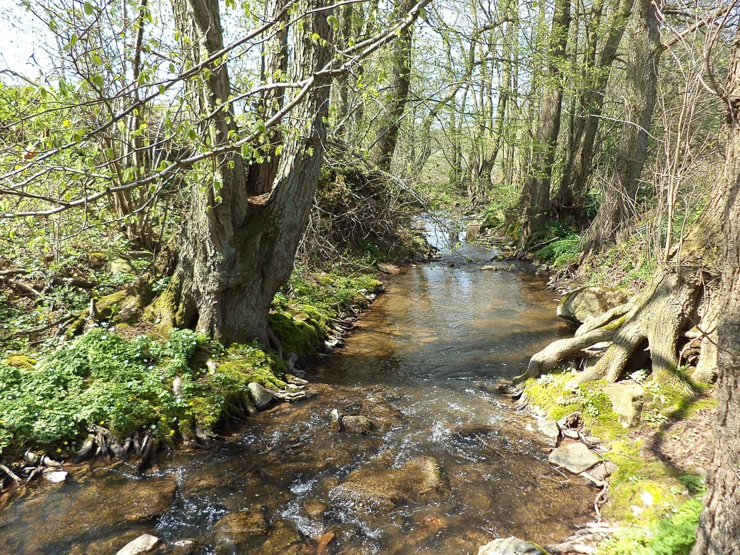 An image depicting the trail Friedhof Ahlersbach Loop via Ahlersbacher Weiher and its surrounding area.