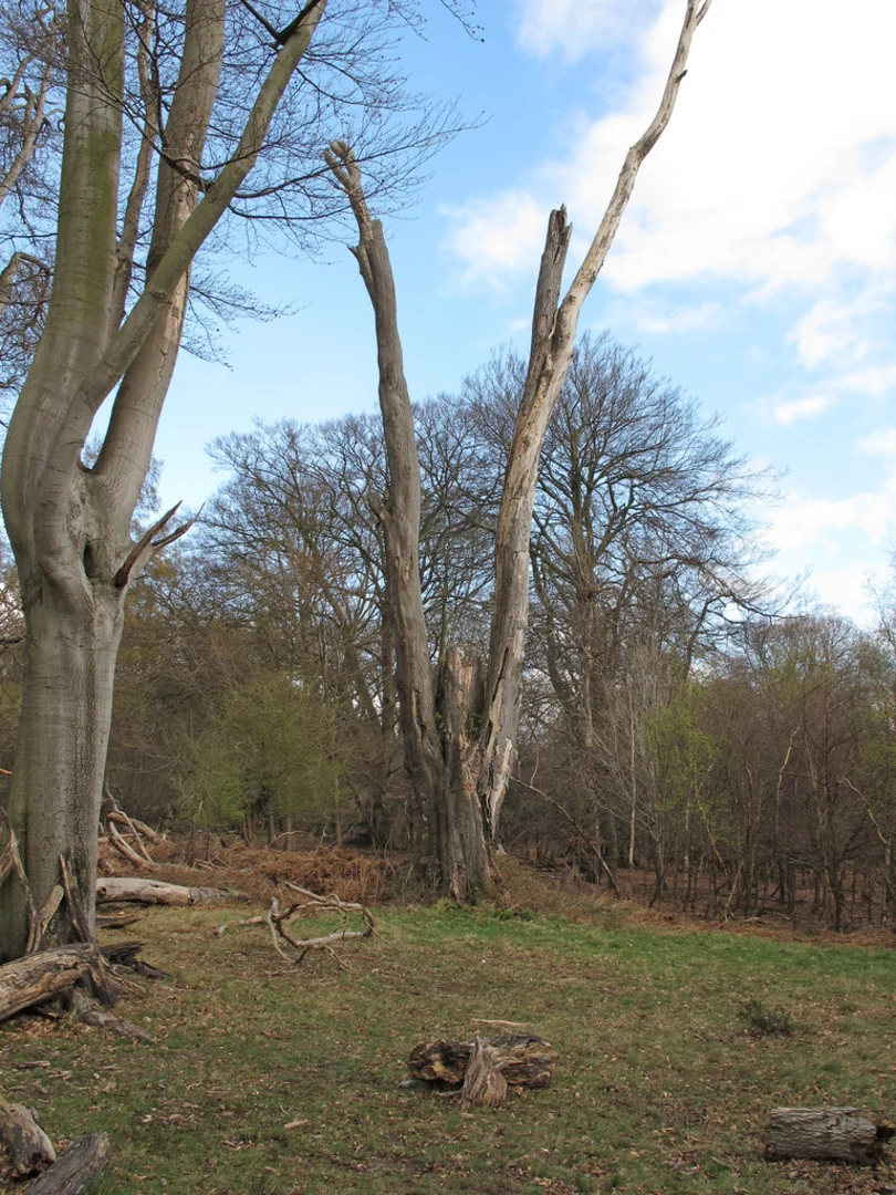 An image depicting the trail Frithsden Beeches and Webb Copse Loop and its surrounding area.