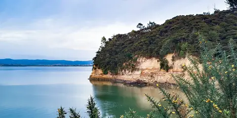 An image depicting the trail Kauri Point Centennial Path Loop and its surrounding area.