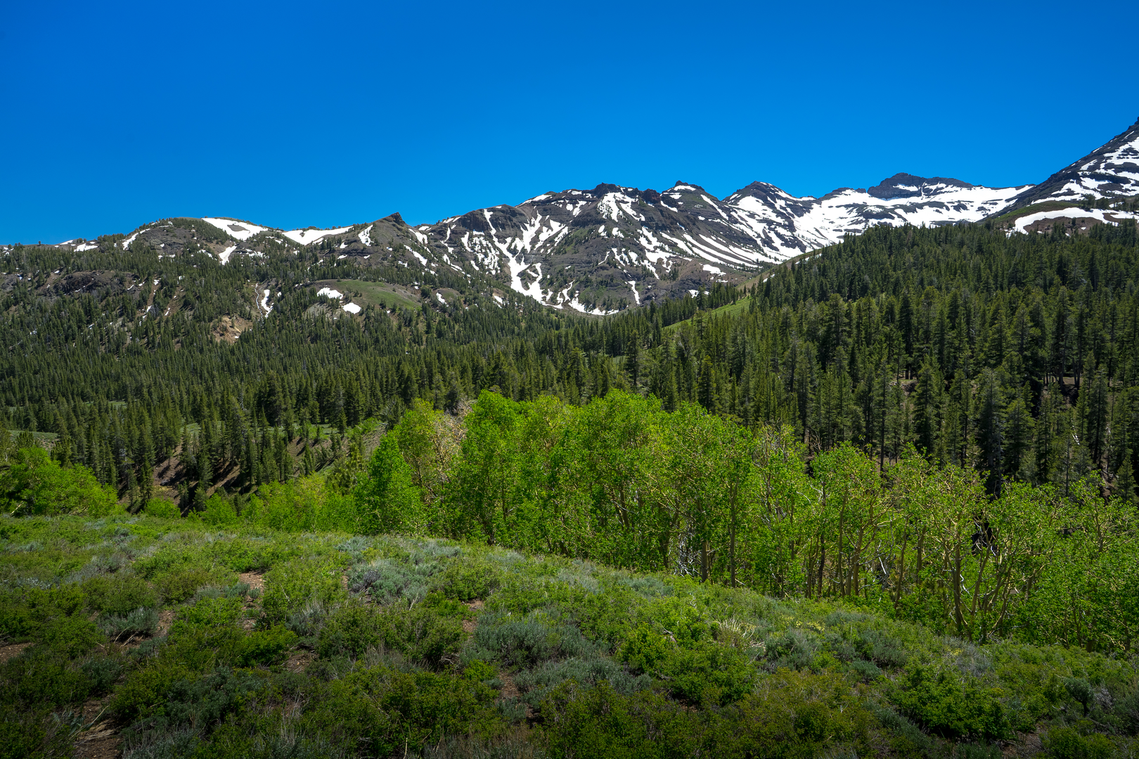 An image depicting the trail Leavitt Peak via Pacific Crest Trail and Sanora Pass and its surrounding area.