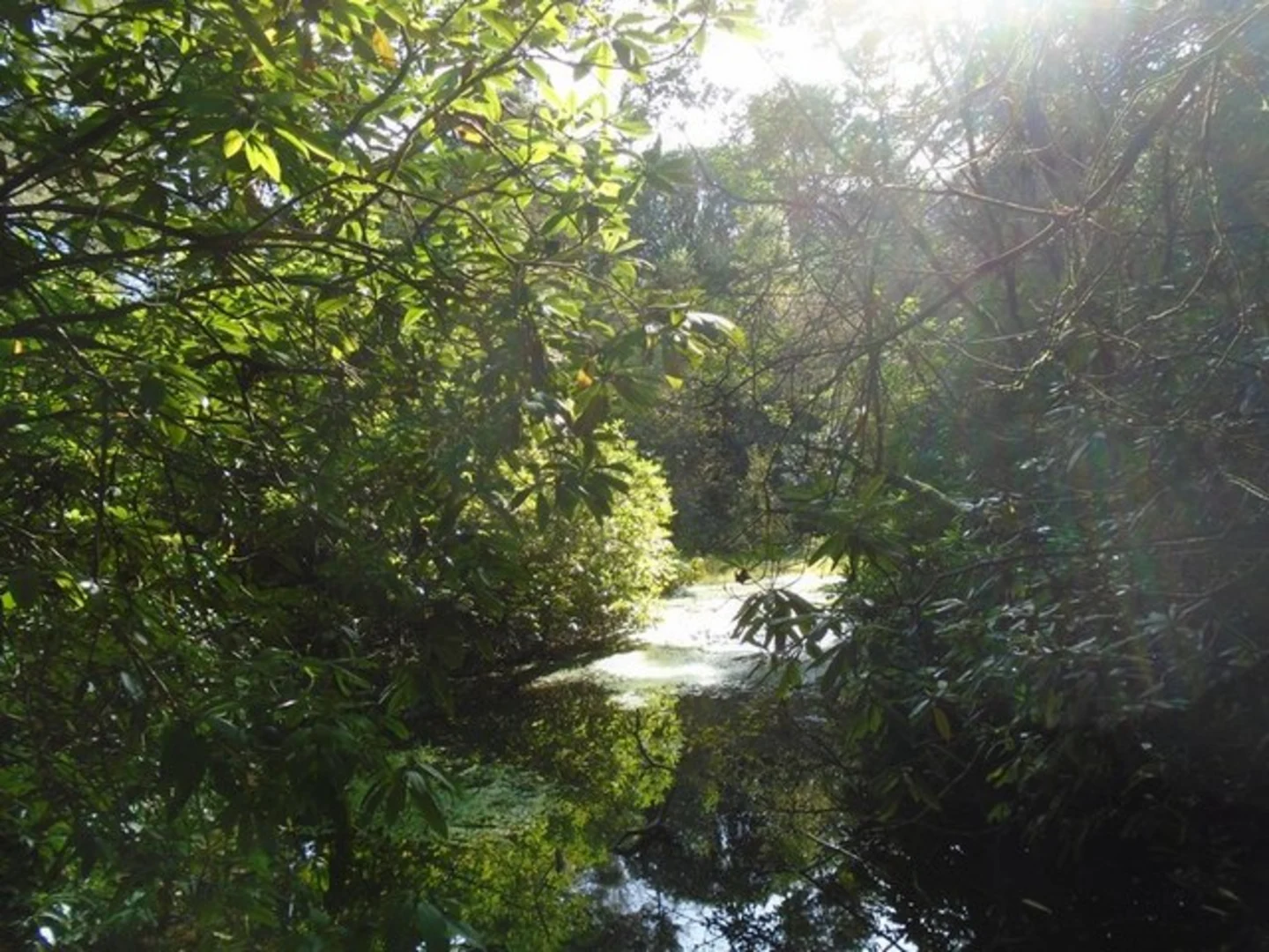 An image depicting the trail Hoghton Bottoms Eastern Loop via Witton Country Park and its surrounding area.