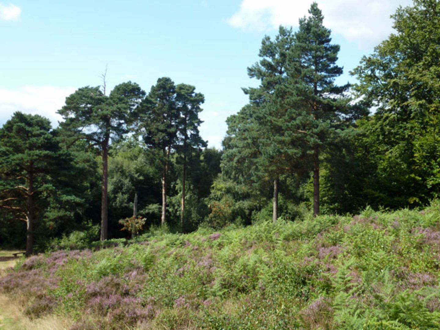 An image depicting the trail Buchan Hill Forest, Island and Douster Pond Loop and its surrounding area.