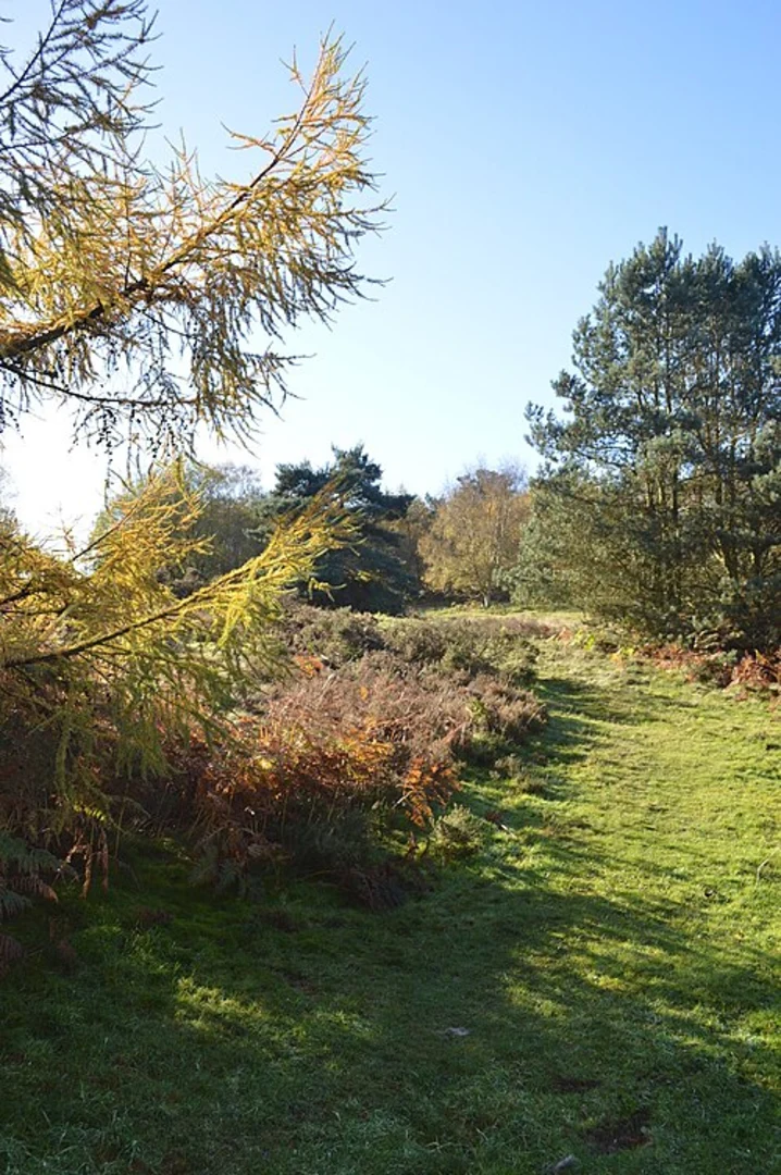 An image depicting the trail Cockpit Hill and Hednesford Hills Loop and its surrounding area.
