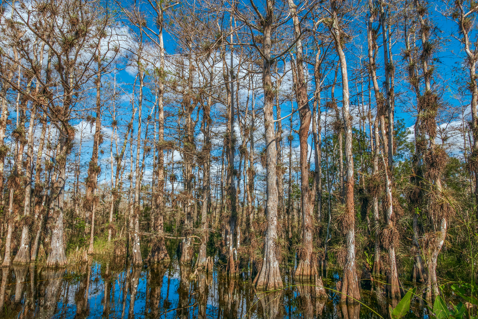 An image depicting the trail Florida National Scenic Trail - Big Cypress South and its surrounding area.