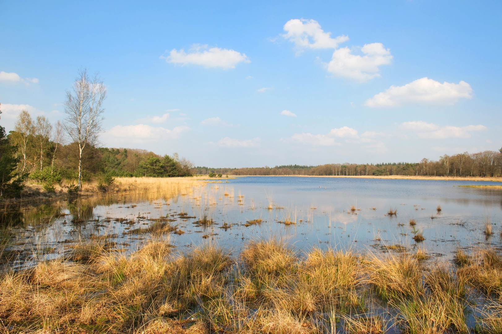 An image depicting the trail Leersumsche, Kaapse Bossen and Amerongse Bos Loop and its surrounding area.