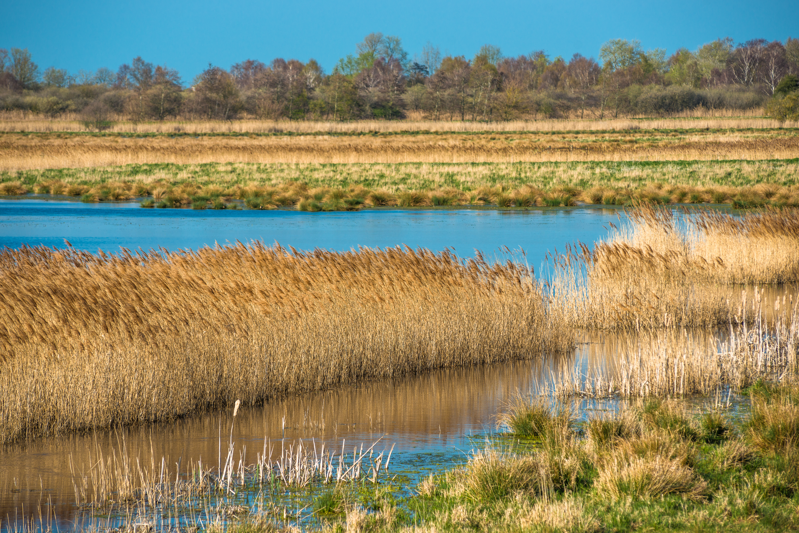 An image depicting the trail Wicken Fen Boardwalk Trail - Cambridgeshire and its surrounding area.