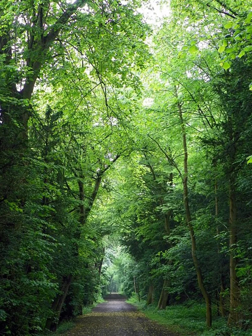 An image depicting the trail Tring Park Loop and its surrounding area.