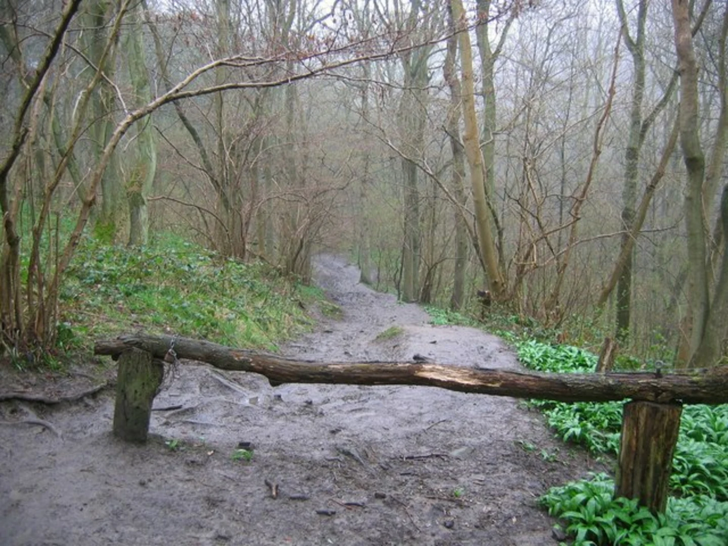 An image depicting the trail The Birches, Oak Hurst Mills and Shining Cliff Woods loop and its surrounding area.