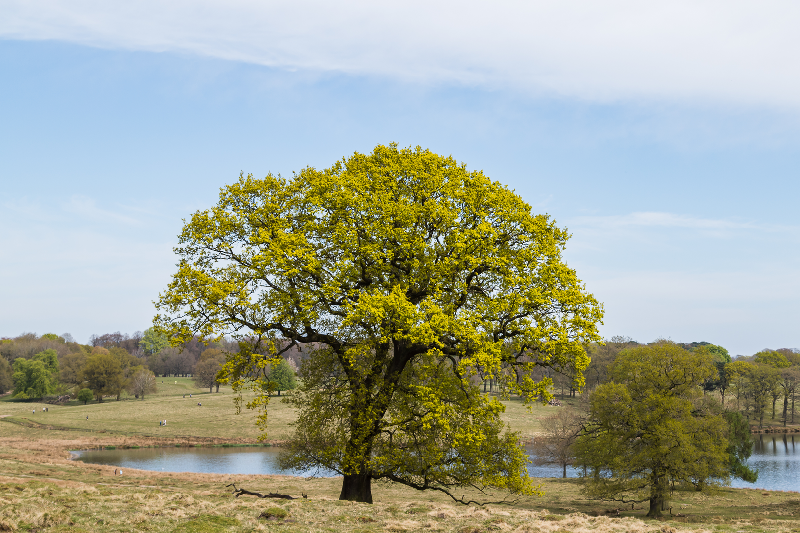 An image depicting the trail North Cheshire Way and its surrounding area.