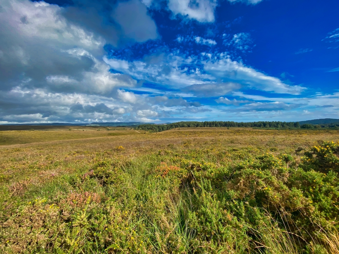 An image depicting the trail Woodbury Common Circular Walk and its surrounding area.