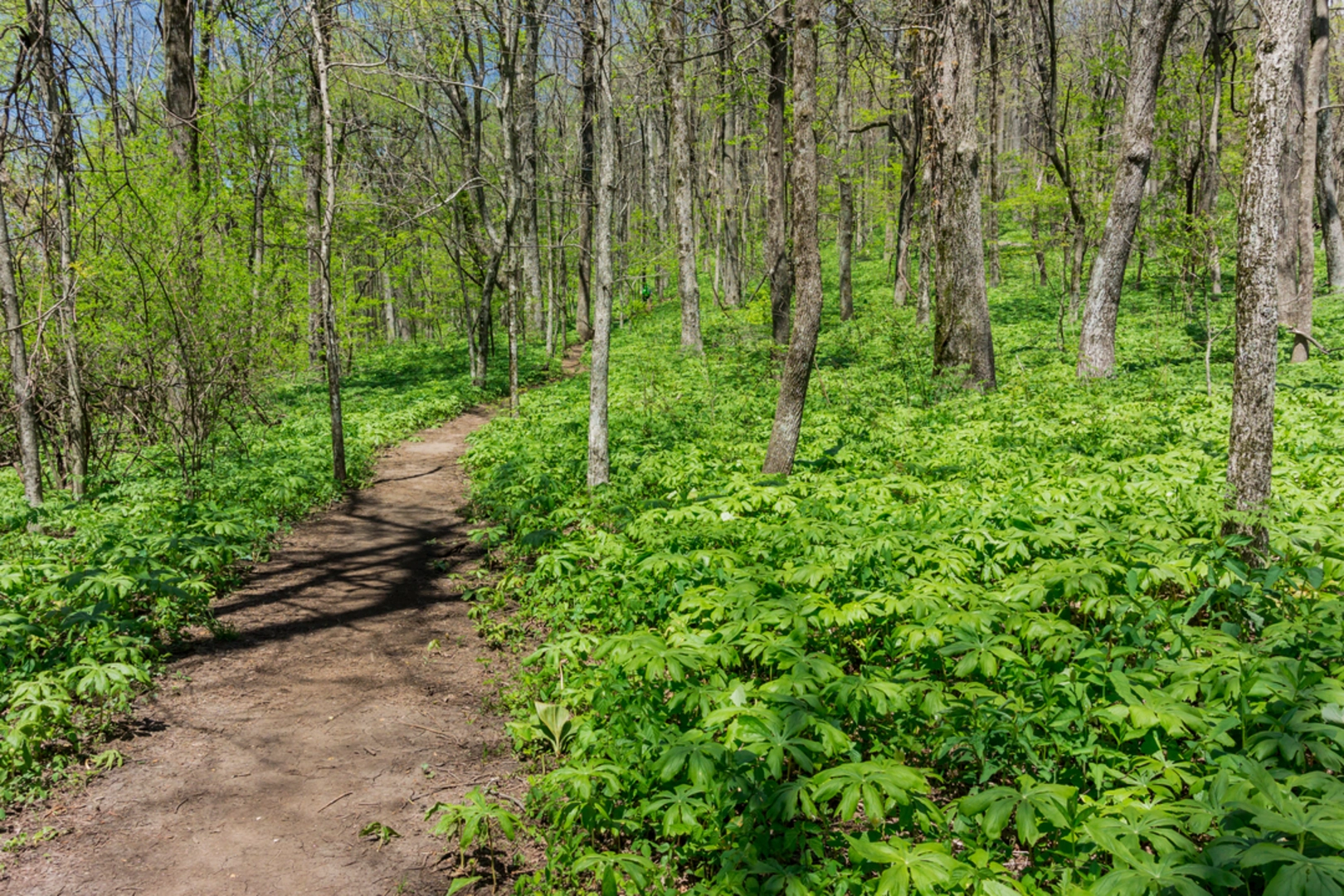 An image depicting the trail Springer Mountain and Ball Mountain Loop via Appalachian Trail and its surrounding area.