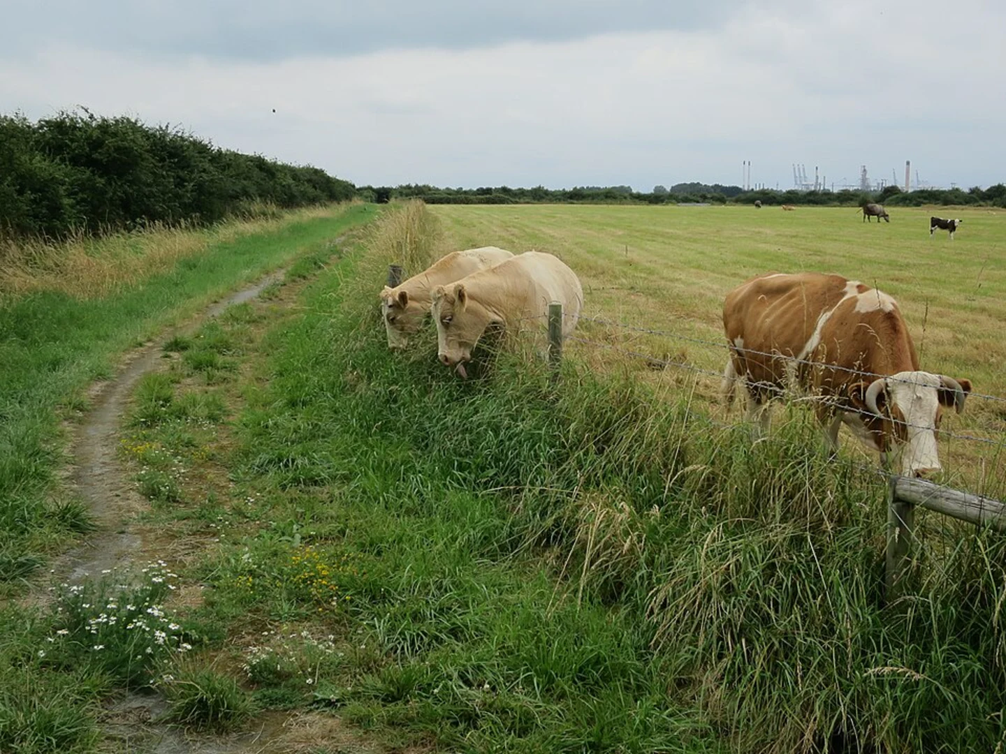 An image depicting the trail RSPB West Canvey Marsh Loop and its surrounding area.