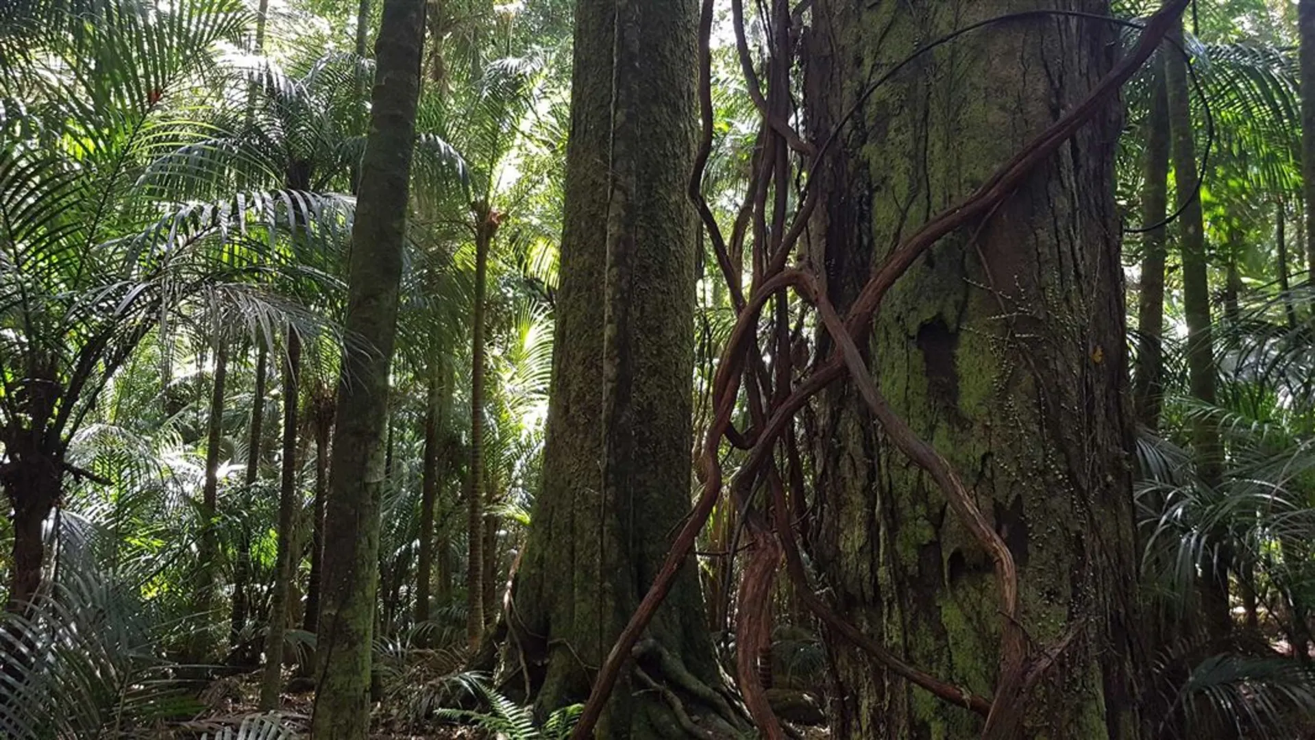 An image depicting the trail Taraire Ridge Track and its surrounding area.