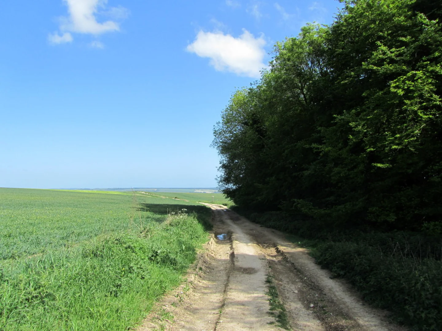 An image depicting the trail Houghton Forest Walk and its surrounding area.