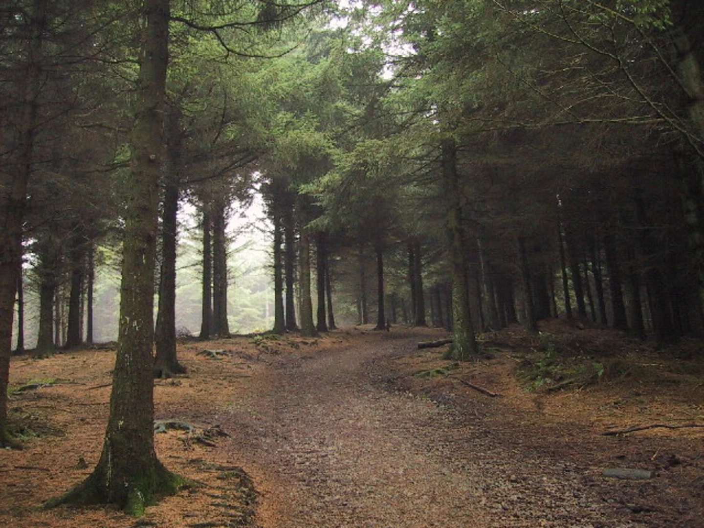 An image depicting the trail Beacon Fell Country Park, Clough Head Woods and Marles Clough Loop and its surrounding area.