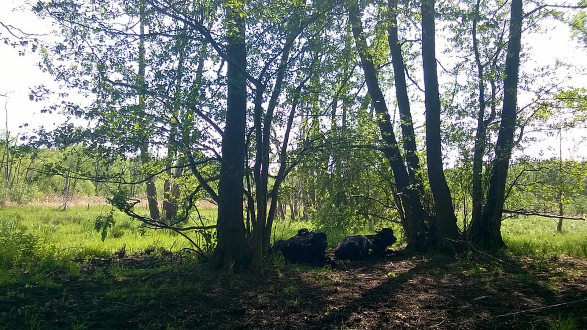An image depicting the trail Hermsdorfer See, Ziegeleisee and Tegeler Fließ Loop and its surrounding area.