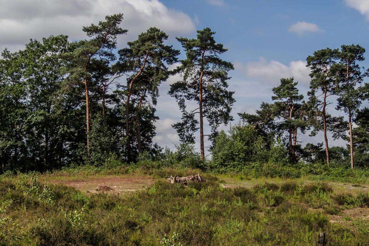 Naturschutzgebiet Ohligser Heide Loop via Neanderland Steig