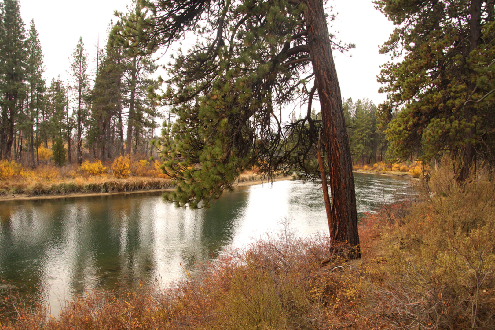 An image depicting the trail Ticket to Ride Trail and its surrounding area.