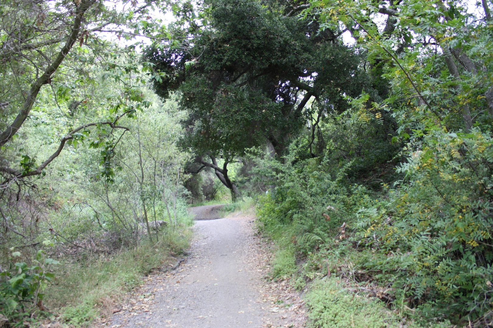An image depicting the trail Sullivan Canyon, Sullivan Ridge and Lower Hectic Loop Trail and its surrounding area.