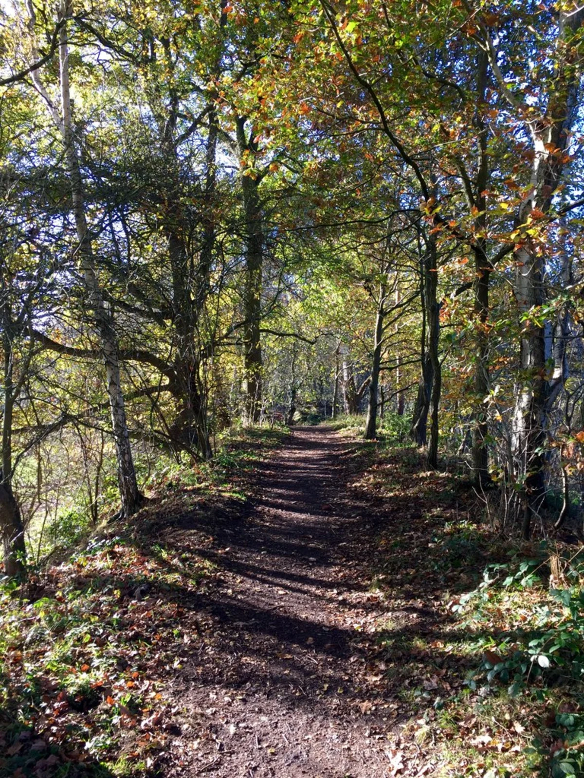 Hollinside Wood via Houghall Discovery Trail