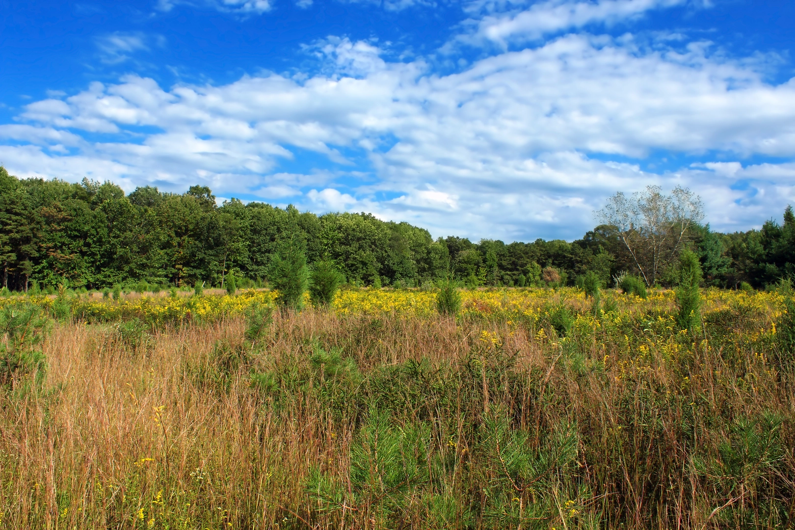 An image depicting the trail Wind Gap via Appalachian Trail and its surrounding area.