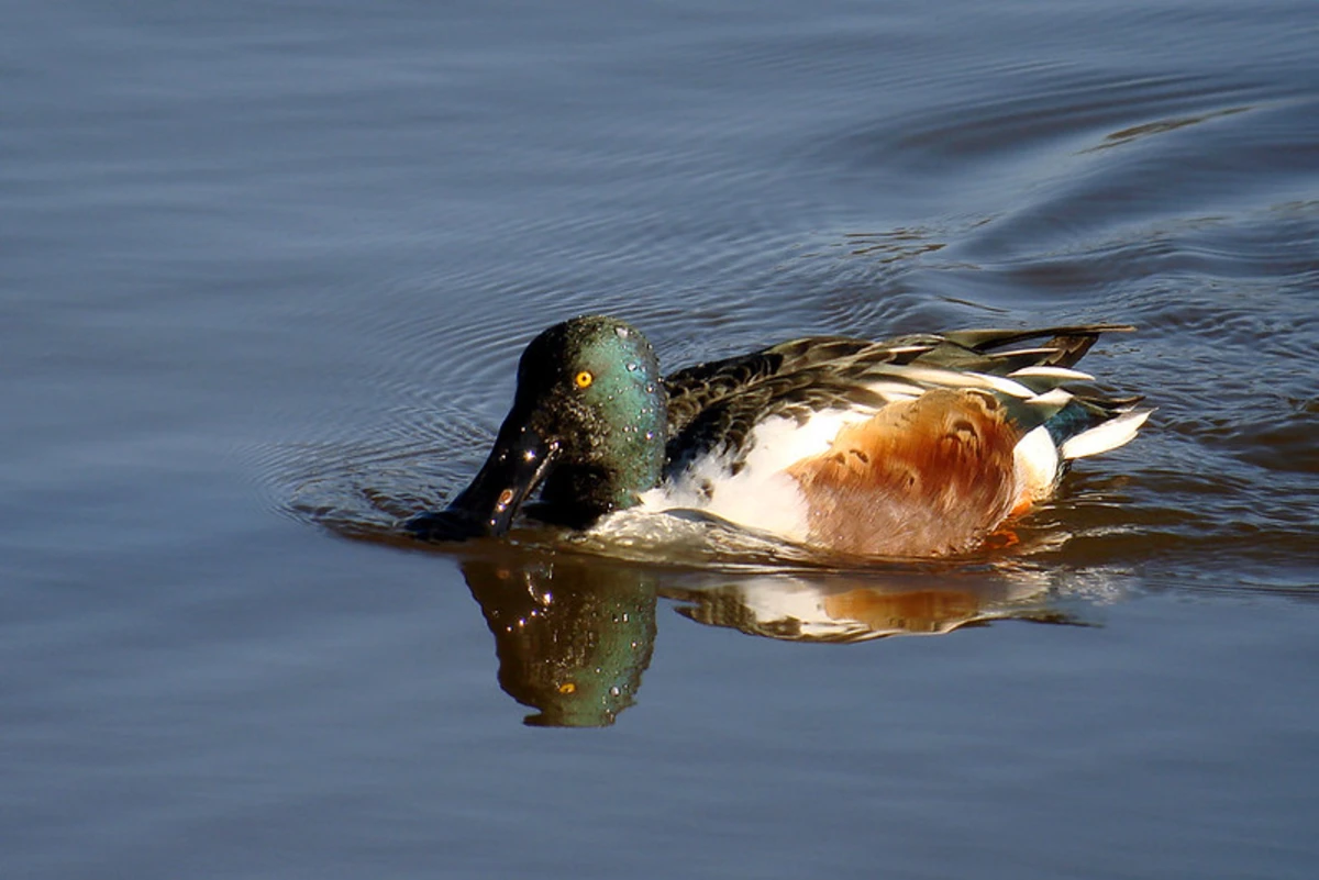 Cannon Hill and Elders Run Loop via Horse-Shoe Trail
