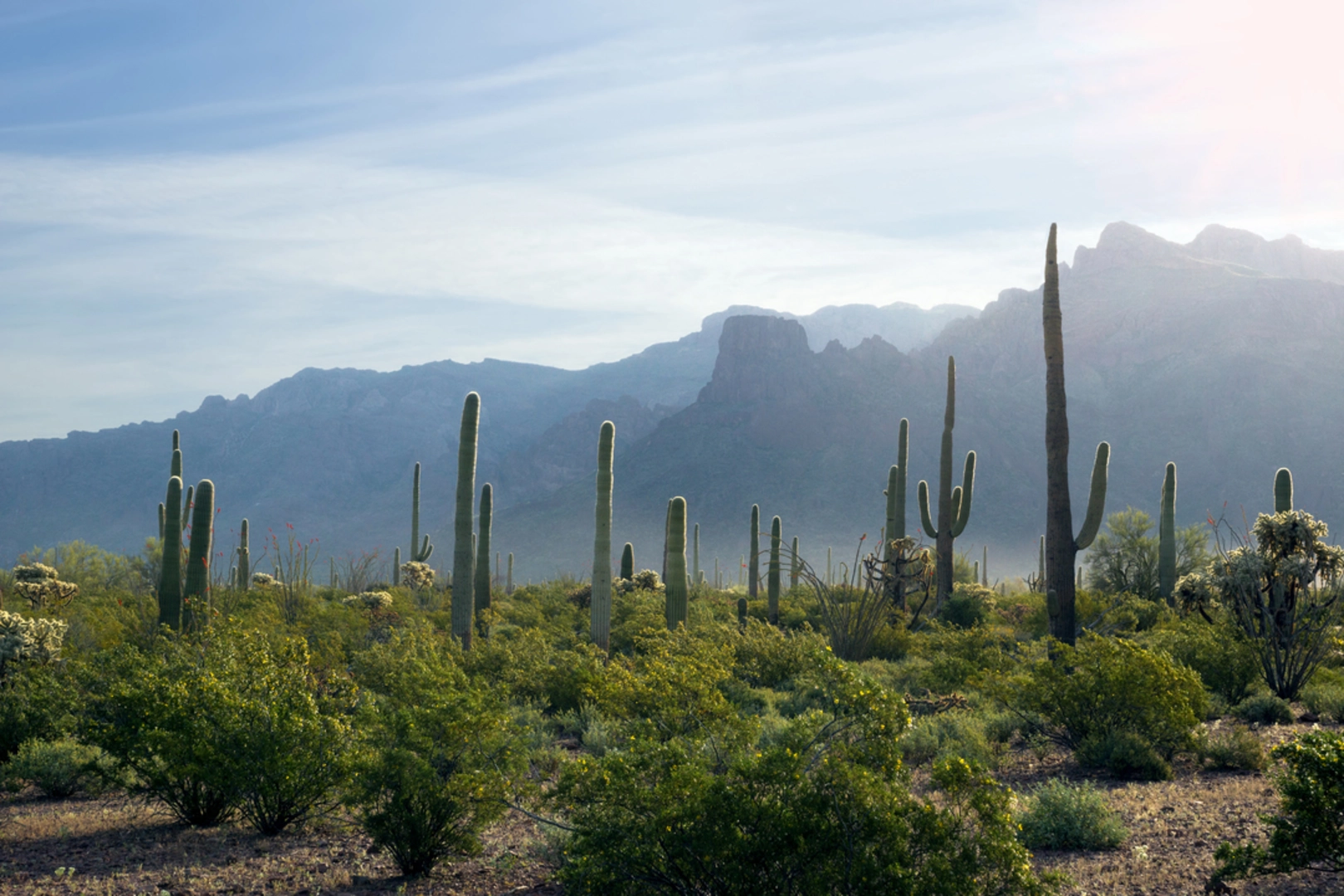 An image depicting the trail Alamo Canyon Trail and its surrounding area.