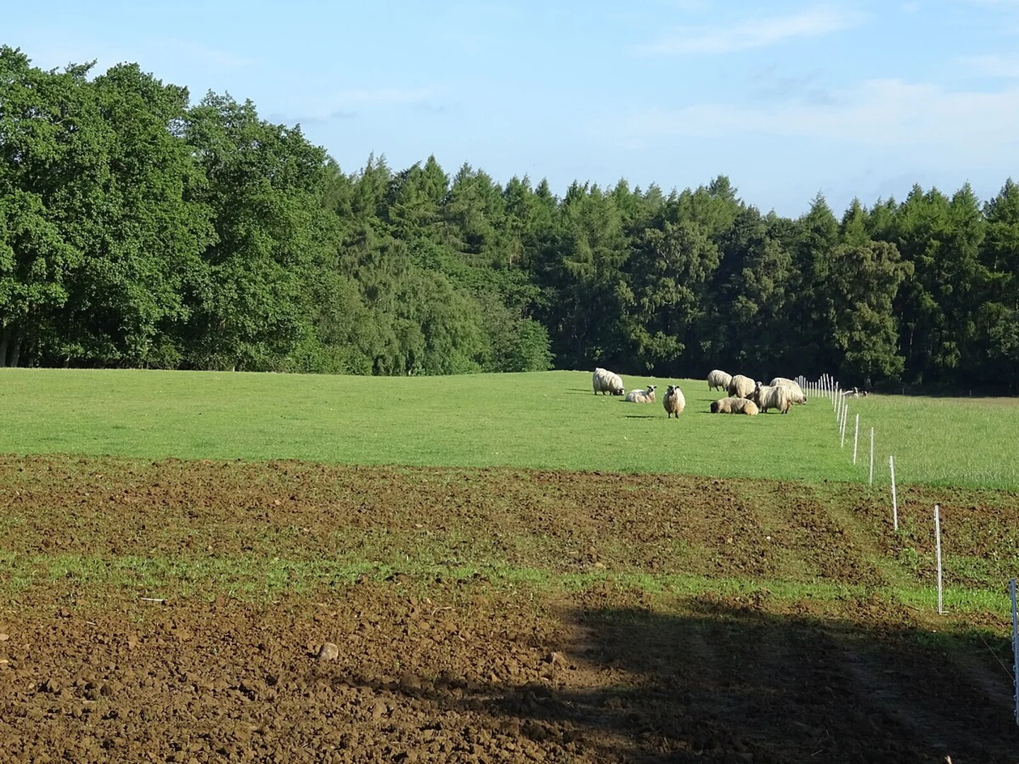 An image depicting the trail Yearsley Woods Short Loop and its surrounding area.