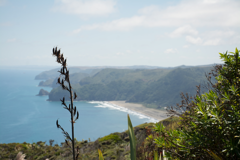 Ahu Ahu Track to Comans Track Loop