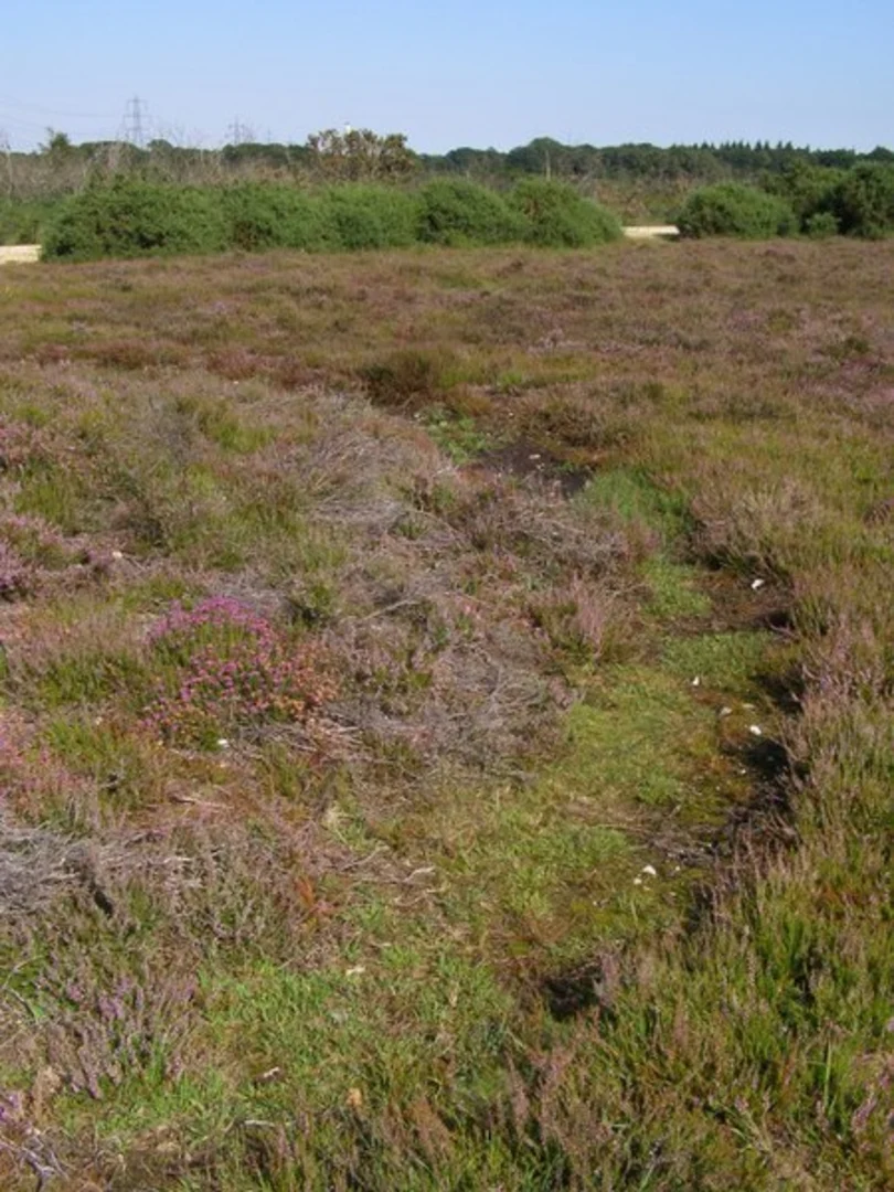 An image depicting the trail Over Barrows and Overcote Loop and its surrounding area.