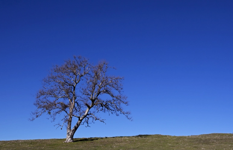 Coast to Crest Trail and Kanaka Loop Trail