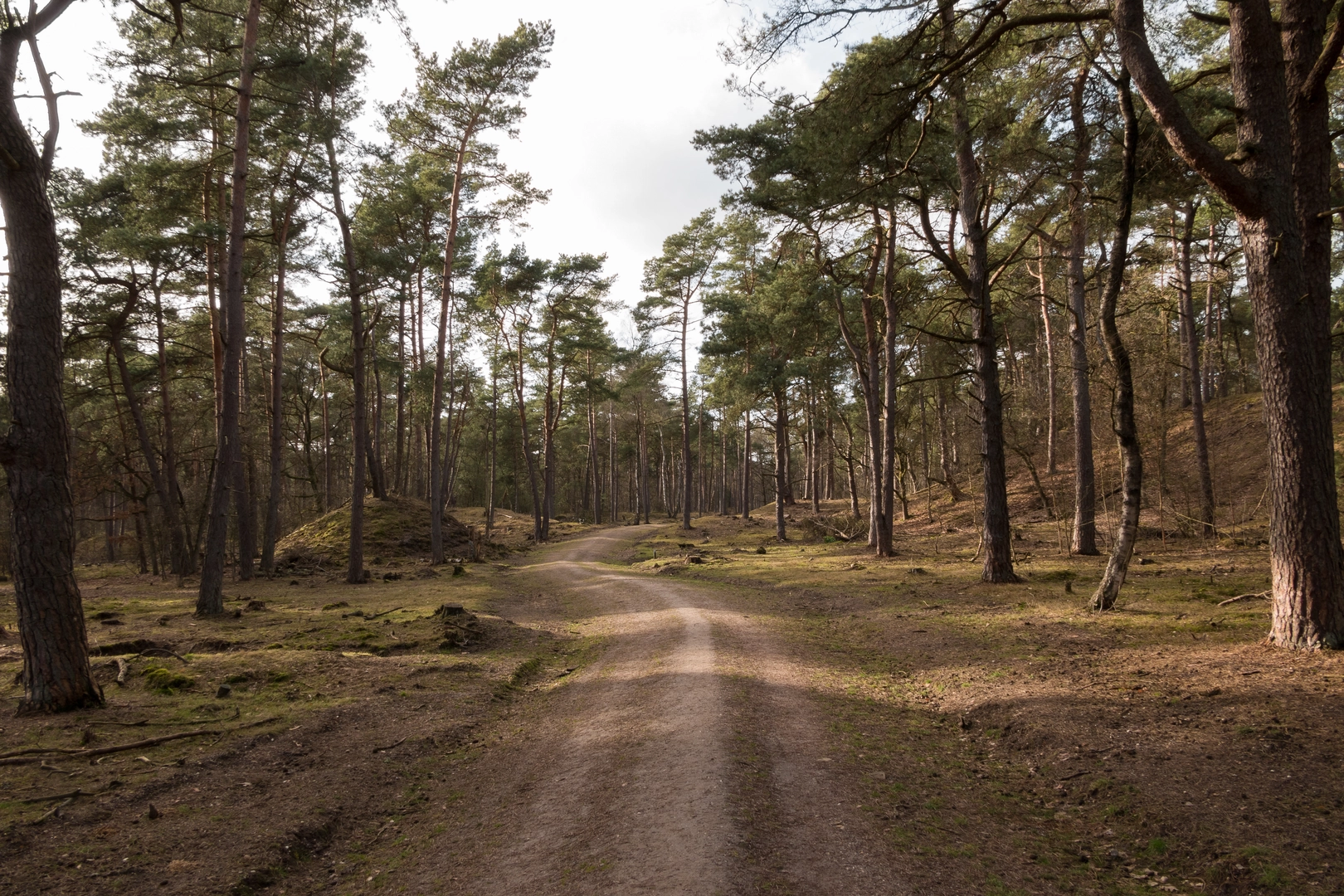 An image depicting the trail Beerschoten to Maarn via Groot Heidestein, Landgoed Bornia and Koeheuvels and its surrounding area.