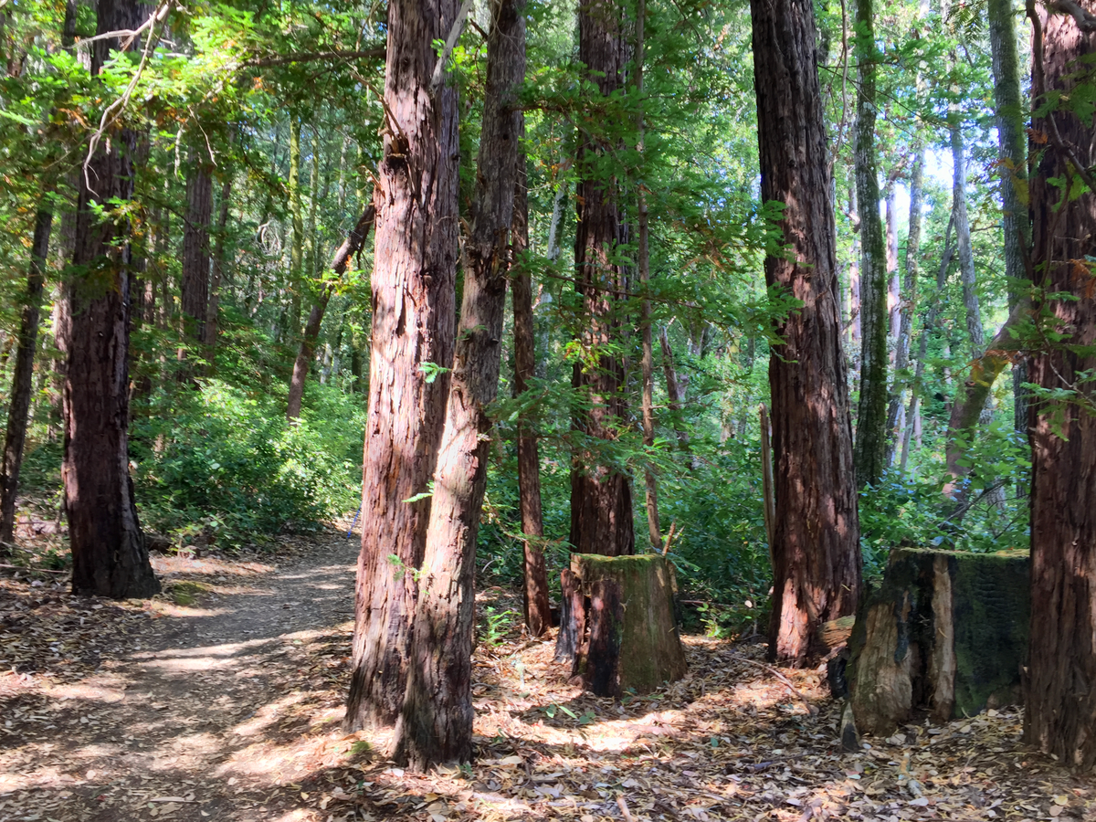 Skyline - Chinquapin - Dean - Crystal Springs Loop Trail