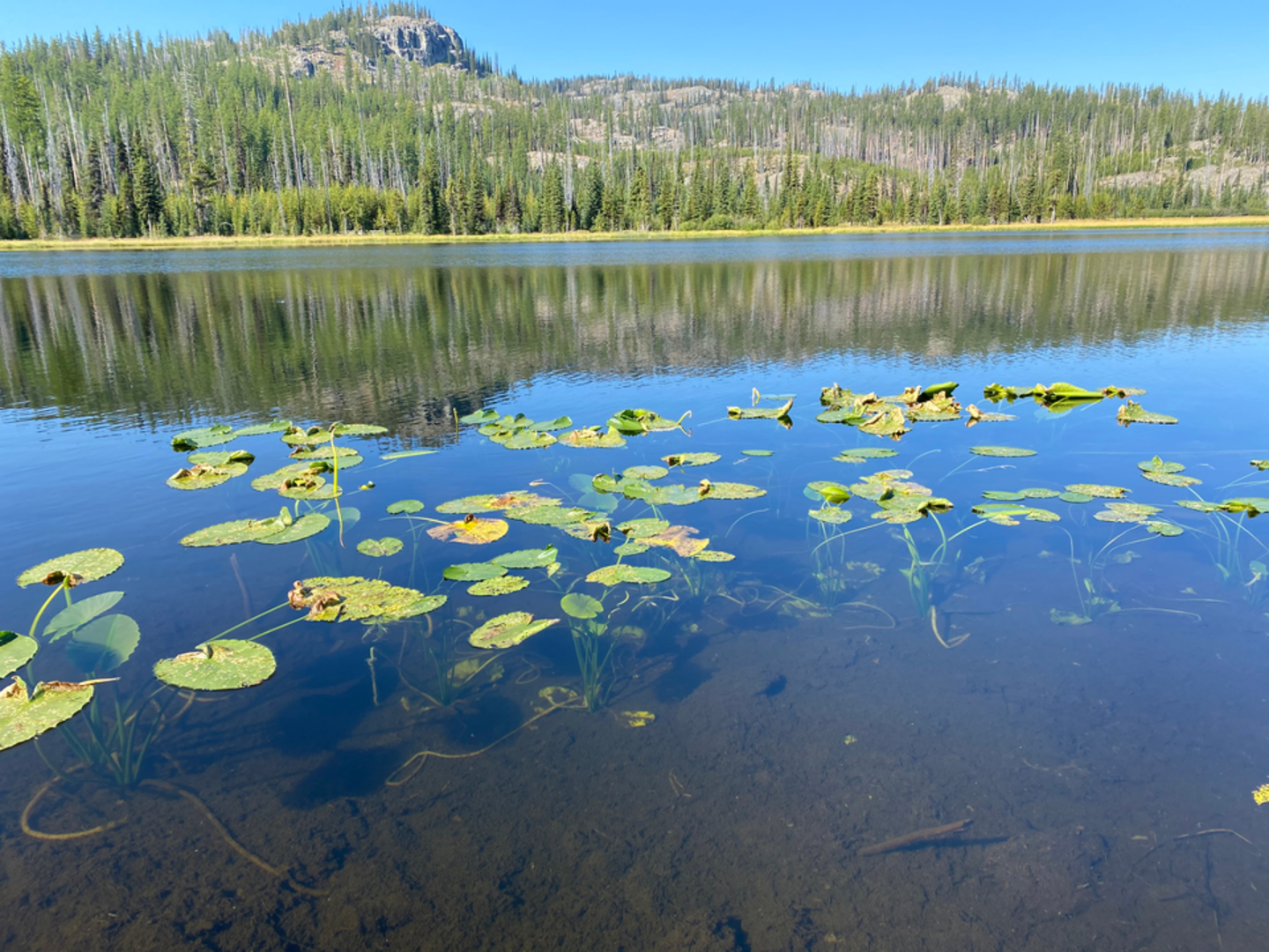 An image depicting the trail Twin Lakes Loop Trail and its surrounding area.