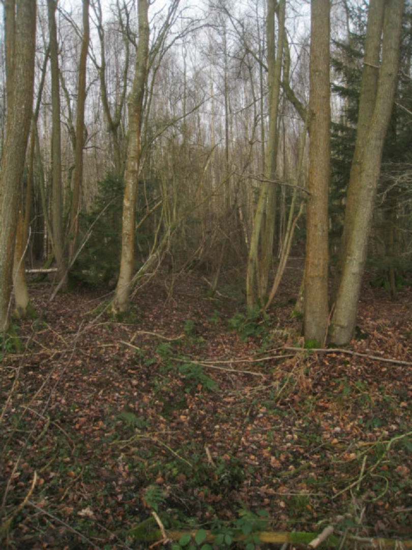 An image depicting the trail Sandford Woods and Brock Copse Loop and its surrounding area.