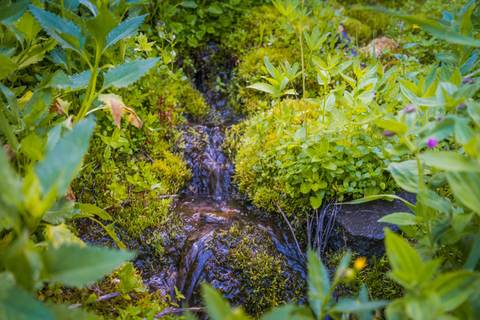 An image depicting the trail Castle Crest Wildflower Garden Trail and its surrounding area.