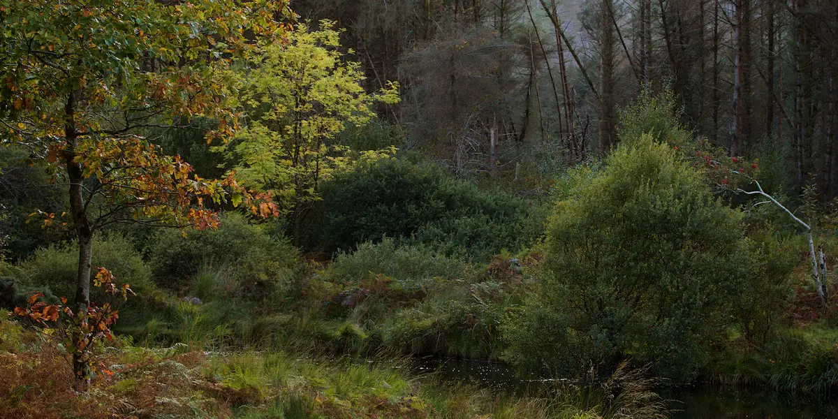 Glanteenassig - River Trail