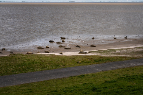 Ballastolaatbos, Vlinderbalgbos and Robbenoort Loop