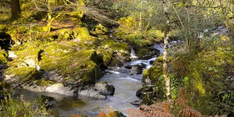 An image depicting the trail Glengarriff Nature Reserve - Waterfall Walk and its surrounding area.