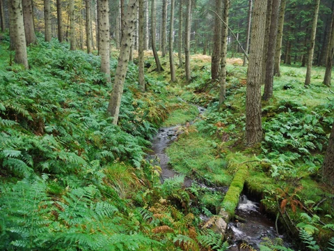 Bastle - Shilla Hill Loop from Greenhaugh